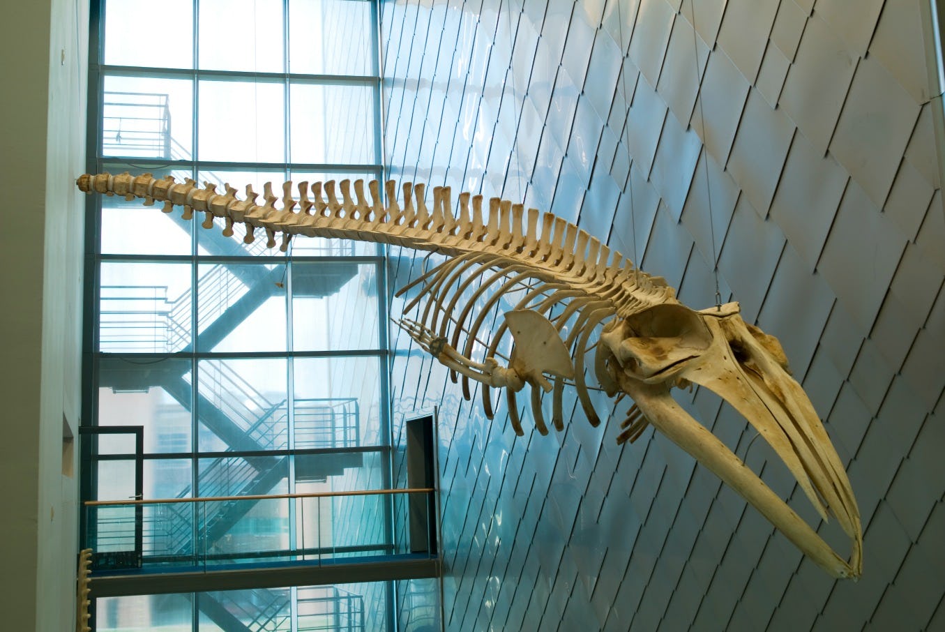 Kuijpers en ULC vernieuwen installaties Naturalis