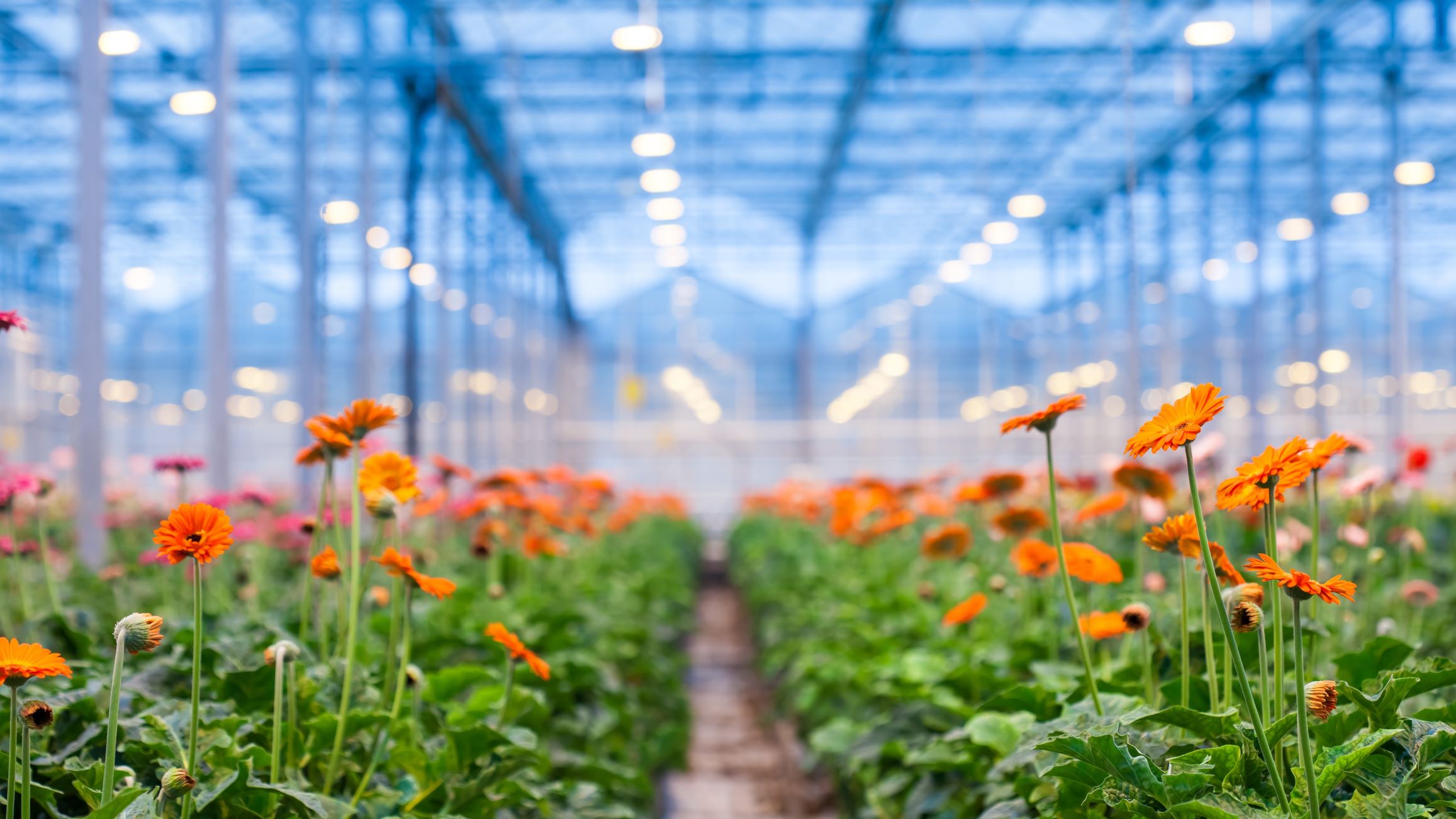 Beeld Dima Sikorsky/Shutterstock.com