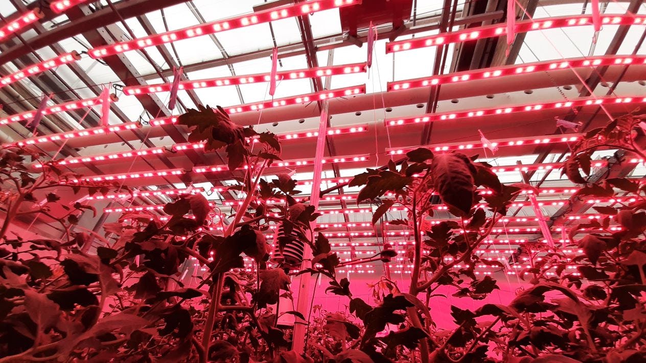 Het aanleggen van belichting in de glastuinbouw is door de snelle technologische ontwikkelingen een stuk complexer geworden. Beeld: WUR